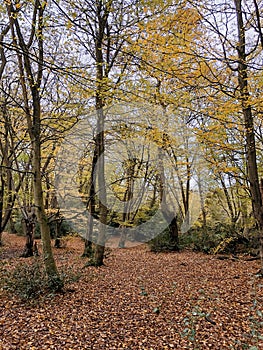 Autumn view with yellow leaves in Epping forest , Chingford London