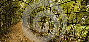 Autumn vine alley