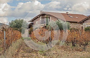 Autumn vines in front of buildings in the Rioja region