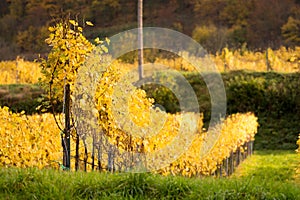 autumn vines planted in rows