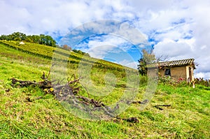 In The Autumn Vineyard