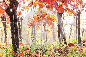 Autumn in the vineyard