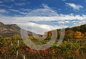 Autumn vineyard