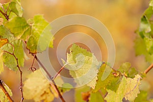 Autumn vineyard. Autumn leaves of grapes. Grapevine in the fall. Soft focus.