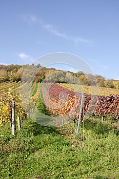 Jesenný vinohrad
