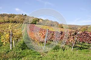 Jesenný vinohrad