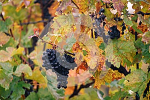 Autumn vineyard, grapes, Growing of grapes, Velke BÃ­lovice South Moravia, Czech republic