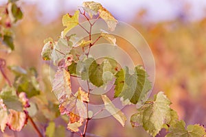 Autumn vineyard. Grapevine in the fall in sunny day. Toned image. Nature blurred background. Shallow depth of field.