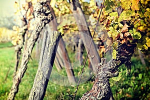 Autumn vineyard after harvest