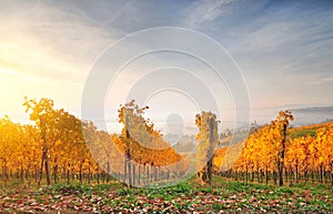 Autumn vineyard on a hill, lit by warm early morning light