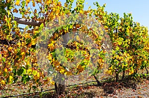 Autumn in the vineyard - King Valley