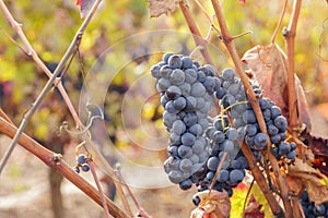 Autumn vineyard in La Rioja, Spain