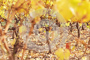 Autumn vineyard in La Rioja, Spain