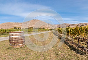 Autumn vineyard landscape with old wooden wine barrel