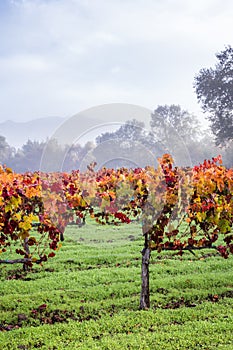 Autumn vineyard in the morning