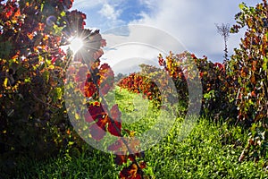 Autumn vineyard in the morning