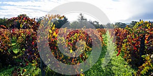 Autumn vineyard in the morning