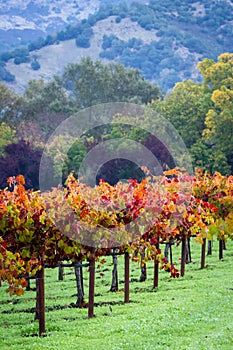 Autumn vineyard in the morning