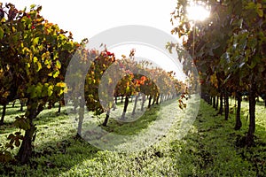 Autumn vineyard in the morning