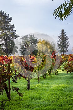 Autumn vineyard in the morning