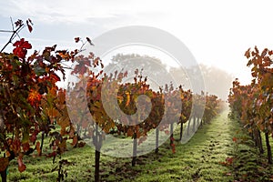 Autumn vineyard in the morning