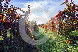 Autumn vineyard in the morning