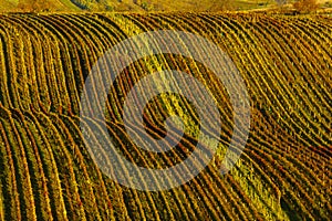 Autumn vineyard near Cejkovice, Southern Moravia, Czech Republic