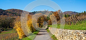 Autumn Vineyard Path with Distant Hills