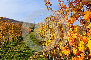 Autumn vineyard. Piedmont, Italy
