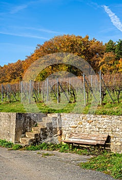 Autumn Vineyard with Rustic Bench