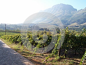 Autumn Vineyard Stellenbosch photo