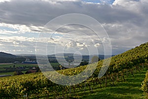 Autumn vineyard on a sunny slope in town Weinfelden, canton Thurgau in Switzerland. photo
