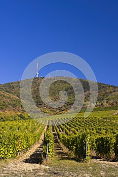 Autumn vineyard and Tokaji-hegy (513 m), Tokaj region, Great Plain and North, Hungary