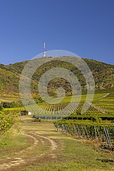 Autumn vineyard and Tokaji-hegy (513 m), Tokaj region, Great Plain and North, Hungary