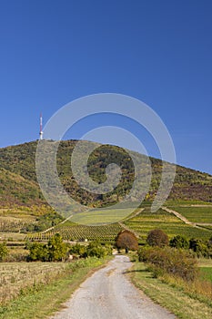 Autumn vineyard and Tokaji-hegy (513 m), Tokaj region, Great Plain and North, Hungary
