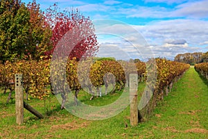 Autumn vineyard and trees, Hawke`s Bay, New Zealand