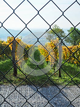 Autumn vineyard. View from behind metal wire mesh fence. Winemaking concept