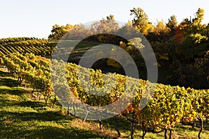 Autumn vineyard in Virginia