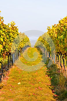 Autumn vineyard in yellow and orange colors with ripe grapes of Pinot Gris. Fall vineyards leading downhill, white sky in
