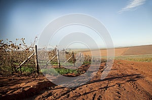 Autumn Vineyards photo