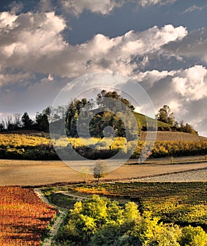 Autumn vineyards