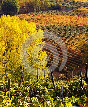 Autumn vineyards photo