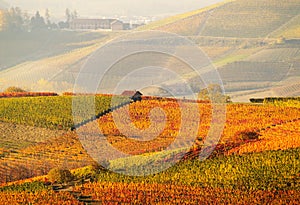 Autumn vineyards photo