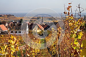 Autumn vineyards in Alsace
