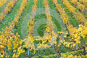 Autumn vineyards in Banyalbufar, Majorca