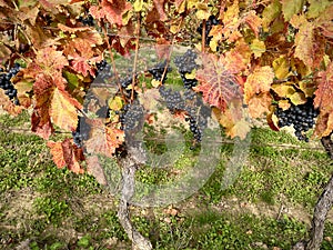 Autumn vineyards, bright colours fall, yellow, orange, red burgundy leaves