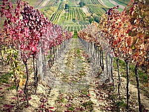 Autumn vineyards, bright colours fall, yellow, orange, red burgundy leaves