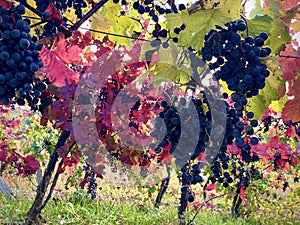 Autumn vineyards, bright colours fall, yellow, orange, red burgundy leaves