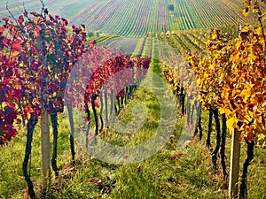 Autumn vineyards, bright colours fall, yellow, orange, red burgundy leaves