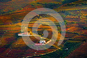 Autumn vineyards in Douro river valley in Portugal. Famous wine region